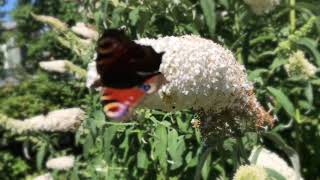 Buddleja davidii  quotWhite Profusionquot 🌷 [upl. by Heymann]