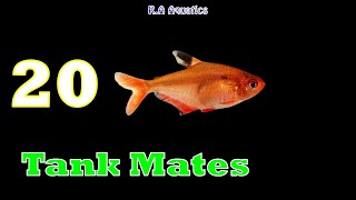 Top 20 Serpae Tetra Tankmates  Serpae Tetra Tank Mates  Best Suitable Tankmates for Serpae Tetra [upl. by Aicena]