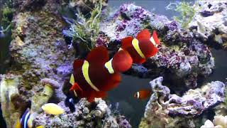 Premnas biaculeatus金透紅小丑3k Gold Maroon clownfish [upl. by Ailemaj85]