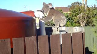 Koala on my fence [upl. by Ellehs925]