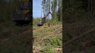 Ponsse Ergo Harvester w Ponsse H8 Harvester Head  Demo [upl. by Aket]