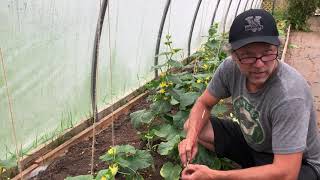 Hand Pollinating Cucumbers [upl. by Sone49]