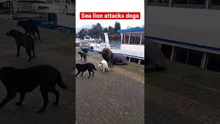 HUGE SEA LION ATTACKS DOGS😳😳 January 11 2003 [upl. by Brietta163]