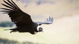 Andean Condor research [upl. by Theresa133]