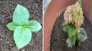 ¿Quieres Mas Flores Aplica estos Consejos en tu Jardín [upl. by Anhej]