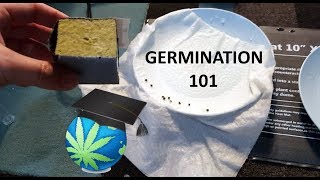 How To Germinate Cannabis Seeds  GUIDE [upl. by Leile]