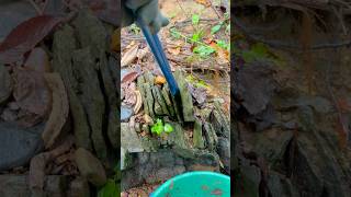 Cracking Bedrock for awesome Gold while Gold Prospecting Panning for Gold [upl. by Ahsaele]