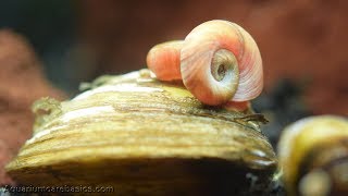 Ramshorn Snail Feeding in a Freshwater Aquarium [upl. by Nnaira]