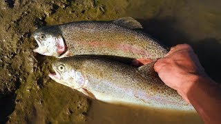 Catch and Cook Stocked Trout Surprisingly Good Fish [upl. by Calendra]