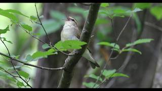 Swainsons warbler song [upl. by Soloman]