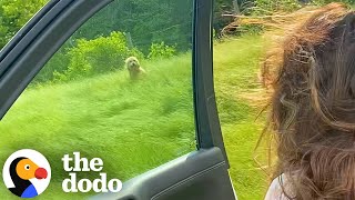 Sisters Rescue Dog On Side Of Highway  The Dodo [upl. by Ybocaj956]