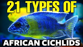 21 BEST Types Of African Cichlids 🐟 [upl. by Kelula915]