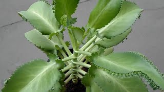 Mother of Thousands Plant  Bryophyllum Laetivirens [upl. by Goulder226]