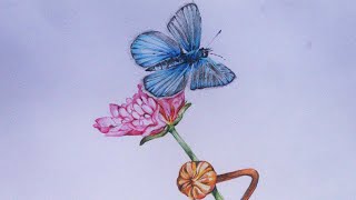 Drawing a Butterfly and flower with color pencils  easy drawing  color pencil drawing  Butterfly [upl. by Ambert]