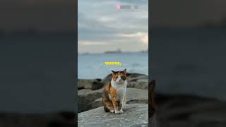 Meet Maris The Brave Sea Catcat catlover catvideos catshorts [upl. by Adelind10]