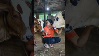 Mini Vlog 109 kokan calf love swanandisardesai ऐकाना [upl. by Annelak]