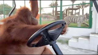 Driving to the banana store [upl. by Lathe]