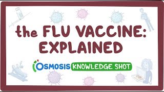 The flu vaccine explained [upl. by Gasper]