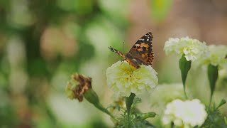 A Pollinators Paradise Frankfort KY  Kentucky Life  KET [upl. by Kcin65]