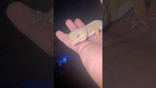 Cutest Gecko youve ever seen Geckoshortsleopardgecko [upl. by Kellina]