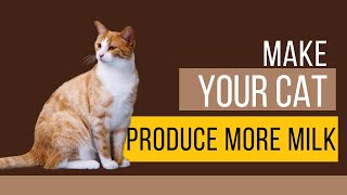 How Can I Get My Mother Cat To Produce More Milk [upl. by Eelreveb]