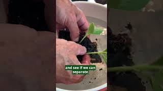 How To Pot Up Patty Pan Squash Seedlings [upl. by Guilbert]