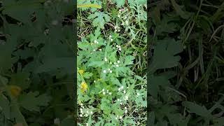 gardening plants garden parthenium gardeningtips viralvideo shortsviral [upl. by Moira]