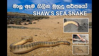 Shaws Sea Snake  ශ්වෝගේ කුඩා මුහුදු නයා  Documentary Video [upl. by Andryc797]