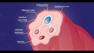 Whartons jelly – Explained [upl. by Kirima]