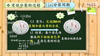 2 1 2 染色体与生物的遗传有关（有丝分裂）16分钟53秒 左图是8条DNA [upl. by Alvan]