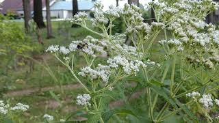 Boneset Eupatorium Perfoliatum [upl. by Leirza]