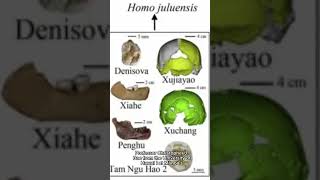 Homo juluensis Possible new ancient human species uncovered by researchers [upl. by Macdonald]