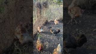 6 New Hyline chicken chickencoop farm subscribe homestead [upl. by Assyn]