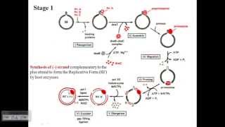 Replication of Phage Phi X174 [upl. by Onidranreb]