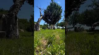 Grasshopper Plague in Paonia CO [upl. by Godspeed]