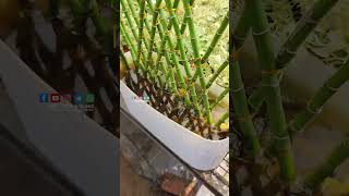 Ornamental Bamboo plants  PSN HIGHTECH NURSERY Perinthalmanna [upl. by Betta74]