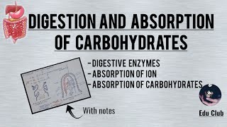 Digestion And Absorption Of Carbohydrates  Gastrointestinal Physiology [upl. by Temp]