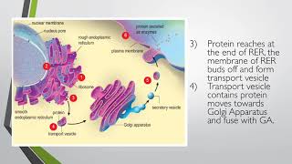 Extracellular Enzyme and Intracellular Enzyme [upl. by Schuster]