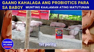 GAANO KAHALAGA ang PROBIOTICS PARA SA BABOY  Munting kaalaman ating matutunan  402 [upl. by Willett]