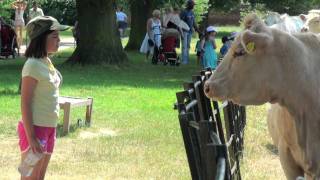 Cow attack funny video [upl. by Amairam]