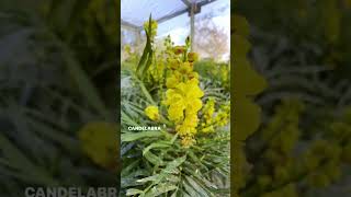 Mahonia Soft Caress [upl. by Knipe875]