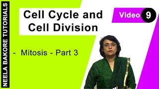 Cell Cycle amp Cell Division  NEET  Mitosis  Part 3  Neela Bakore Tutorials [upl. by Auqenwahs]