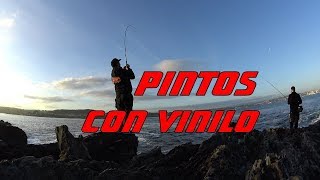 PINTOS Y MARAGOTAS CON VINILO pinto vinilo rockfishing [upl. by Ahnavas10]