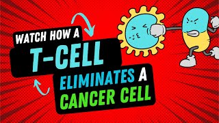 T CELL ELIMINATES A CANCER CELL science biology cancer [upl. by Atnek]