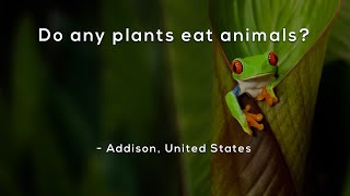 All about the plant eating animals  Herbivores animals herbivores [upl. by Pam]