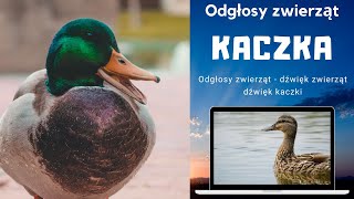 Odgłosy ZWIERZĄT KACZKA kaczki Kaczka efekt dźwiękowy kaczek kwakanie Odgłosy PTAKÓW OGŁOSY KACZKI [upl. by Gilly]