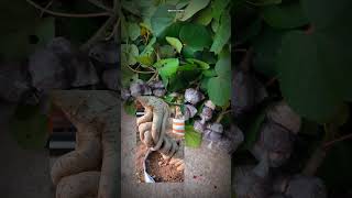 Inspirasi Budidaya Bonsai Waru Expose Akar Shorts bonsaigembong [upl. by Ainessej]