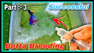 Part  3 🤩 How to Breed Betta Fish Step by Step 🤩 Successful Betta Fish Breeding Tutorial at Home [upl. by Shara]