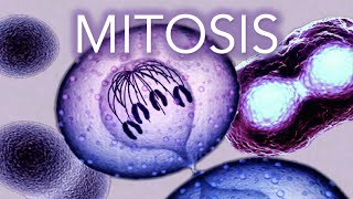 MITOSIS  MADE SUPER EASY  ANIMATION [upl. by Canotas89]