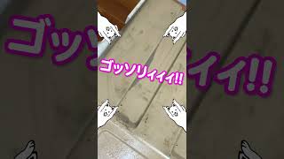 キッチン付近の油ホコリの合体汚れを落とす！ 汚れ プロ仕様 キッチン 主婦 油汚れ [upl. by Osher]